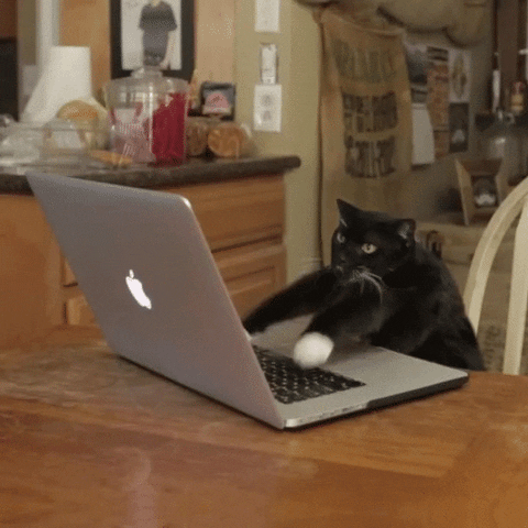 Eine Katze tippt auf einem Laptop